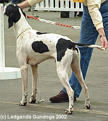 5th Open Dog